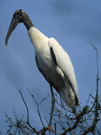 Wood Stork