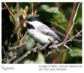 Black-capped chickadee