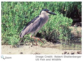 Black-crowned Night Heron