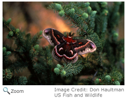 Cecropia Moth