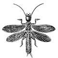 Embia major