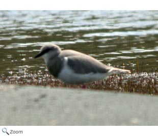 Magellanic plover 