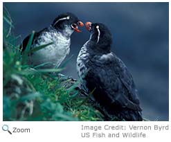 Parakeet Auklet