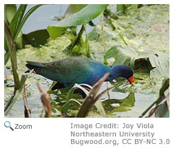 Purple Gallinule