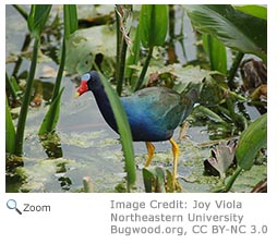 Purple Gallinule