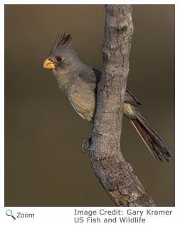 Pyrrhuloxia