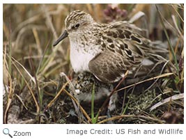 semipalmated sandpiper