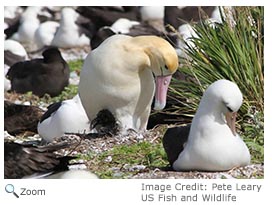 Short-tailed Albatross