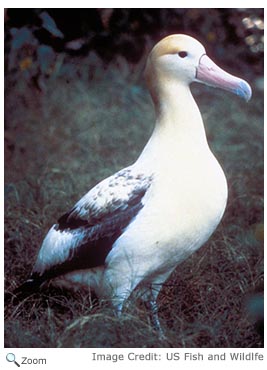 Short-tailed Albatross