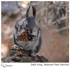 Abert's Squirrel