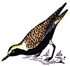 American Golden Plover