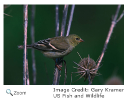 Goldfinch