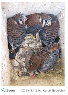 American Kestrel