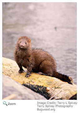 American Mink