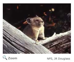 American Pika