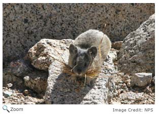 American Pika