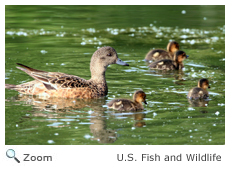 American Wigeon