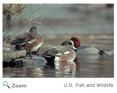 American Wigeon