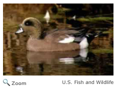 American Wigeon