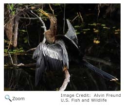 anhinga