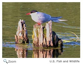 Arctic Tern