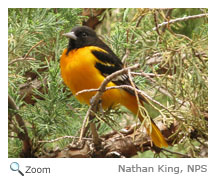 Baltimore Oriole