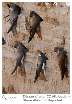 Bank Swallow