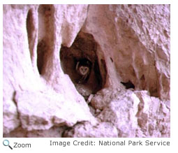 Barn Owl