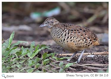 Barred 
                Buttonquail