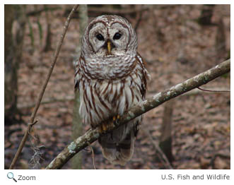 Barred Owl