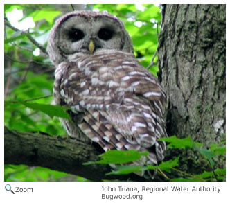 Barred Owl