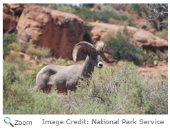 Bighorn Sheep