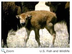 Bison calf