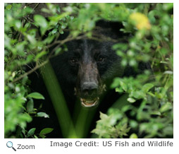 Black Bear