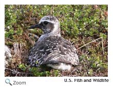 Black bellied plover