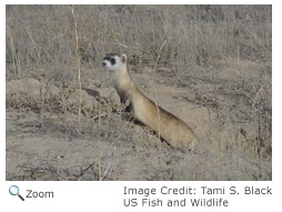 Black-footed Ferret