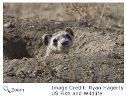 Black-footed Ferret