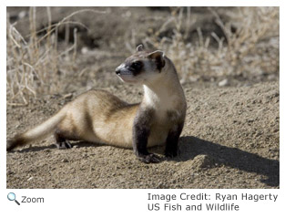 Black-footed Ferret