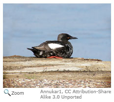 Black Guillemot