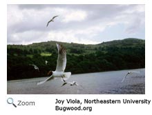 black headed gull