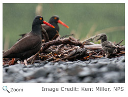 Black Oystercatcher