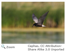 Black Tern