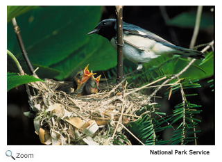 Black-throated blue warbler