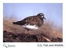 black turnstone