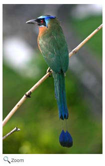 Blue-crowned motmot