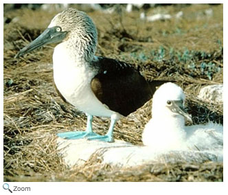 Blue-footed Booby