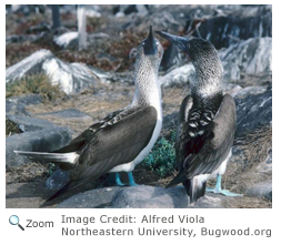 Blue-footed