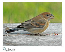 blue grosbeak