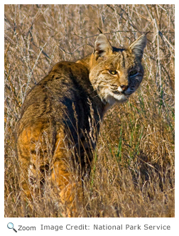 Bobcat