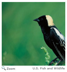 Bobolink